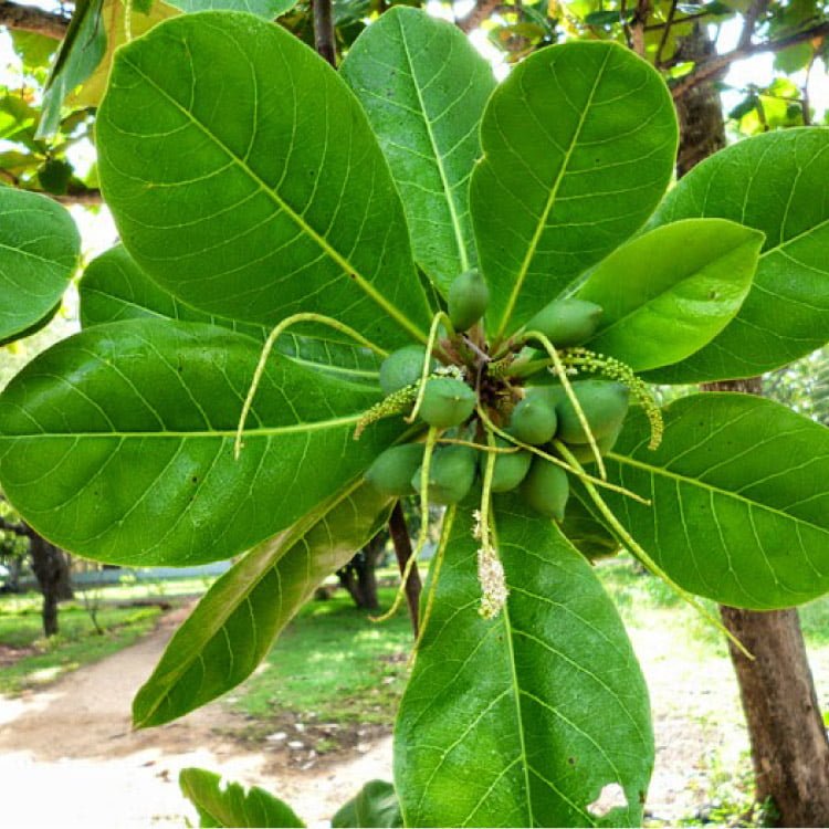 Terminalia Catappa
