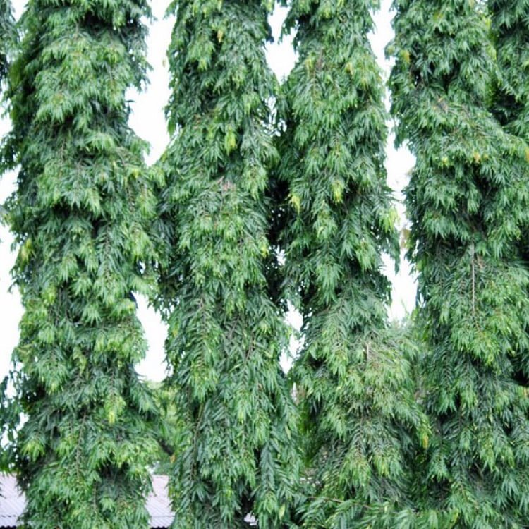 Polyolthia longifolia