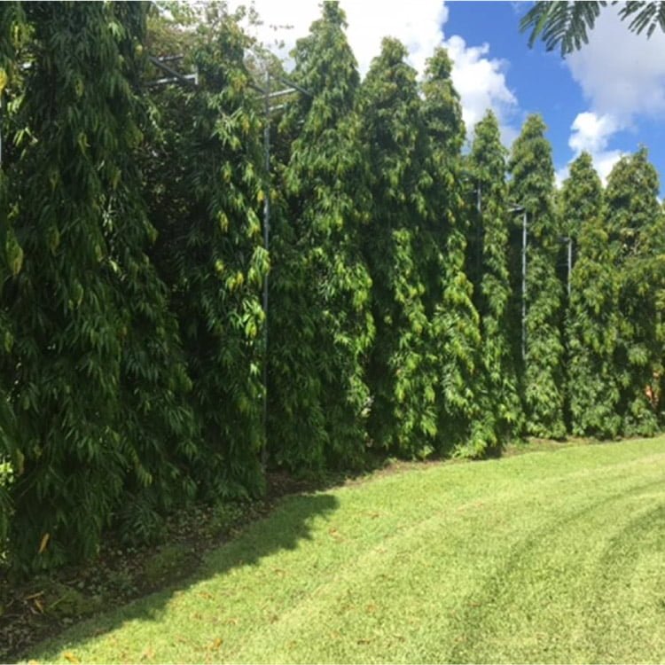 Polyolthia longifolia