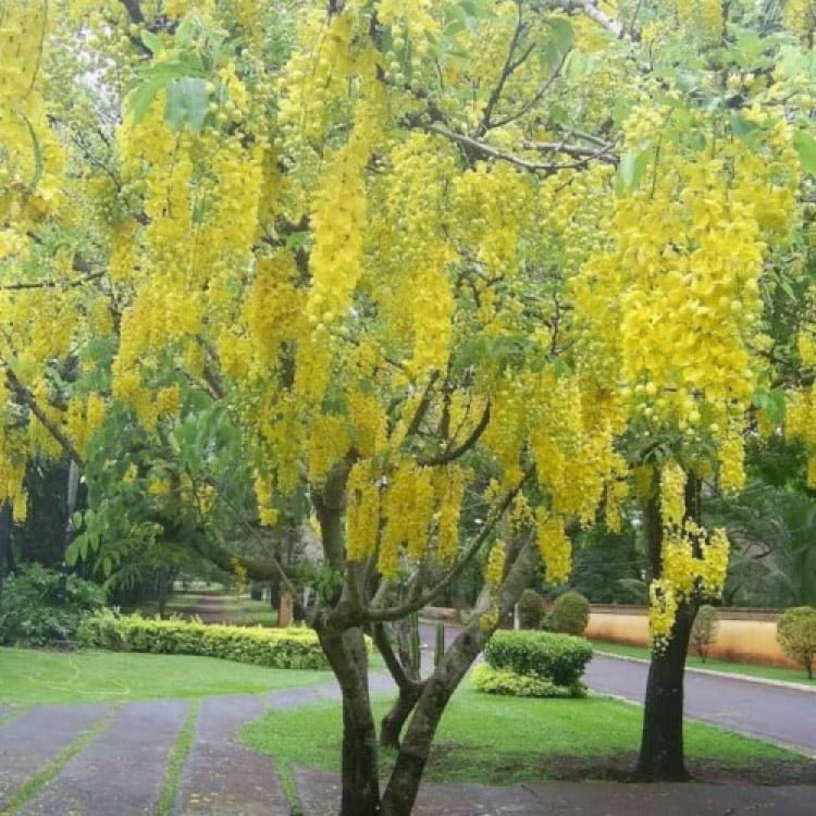 Cassia fistula
