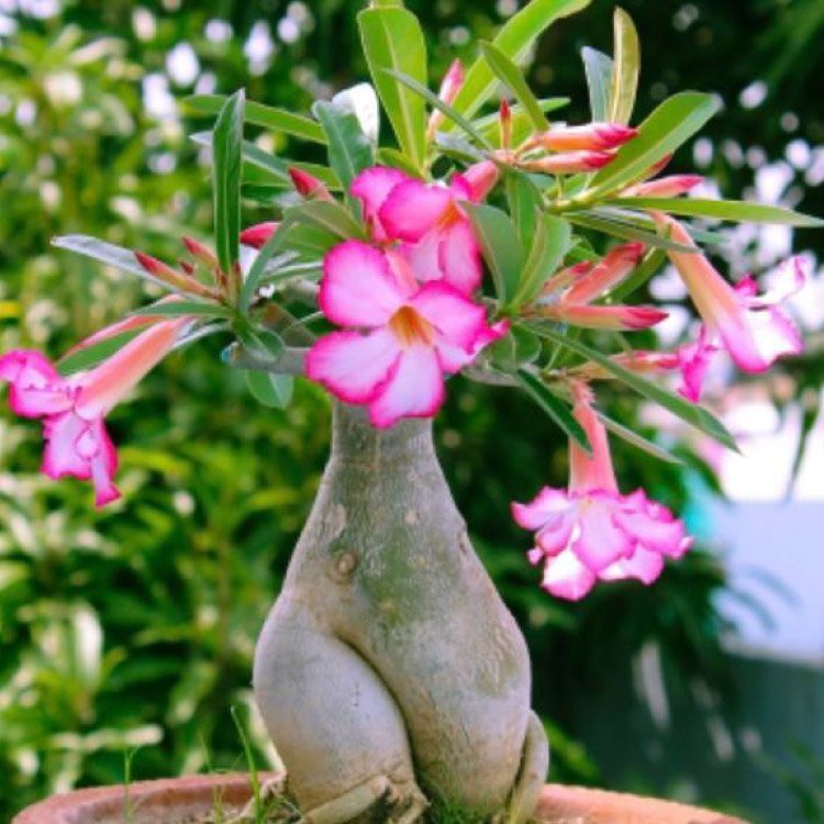 Adenium obesum