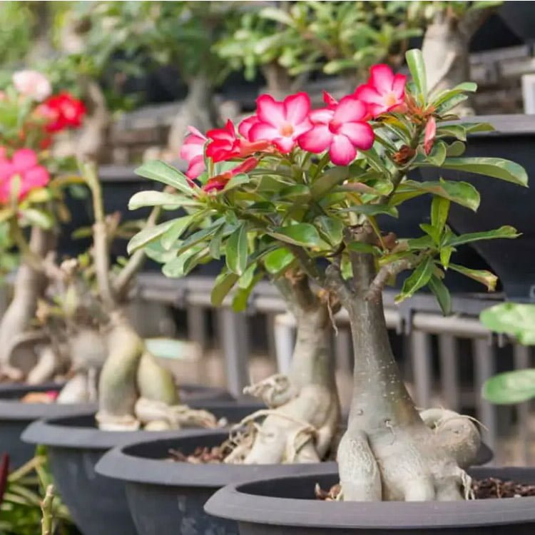 Adenium obesum
