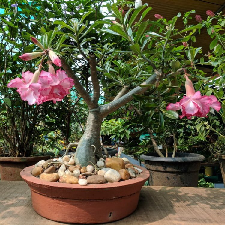 Adenium obesum