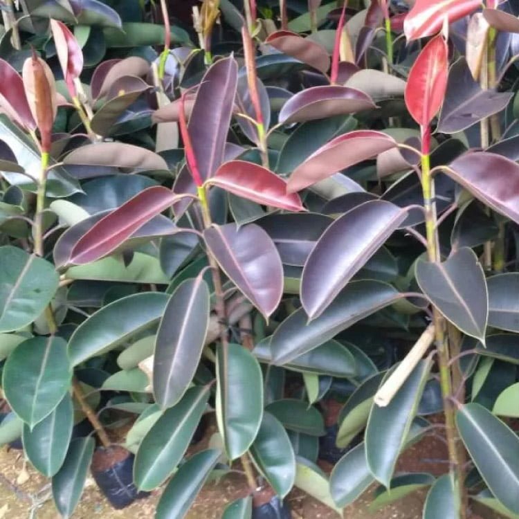 Ficus elastica