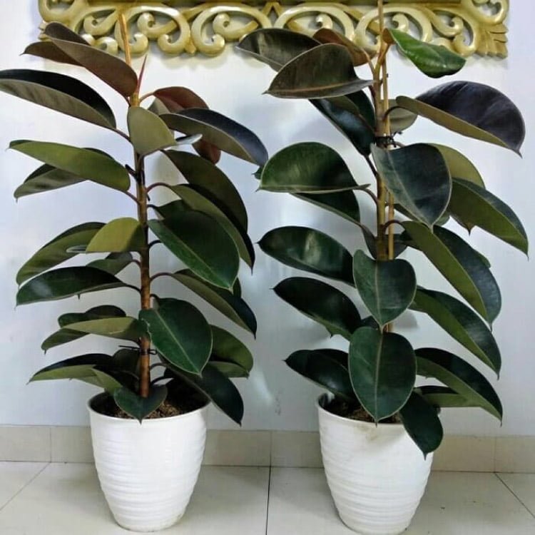 Ficus elastica