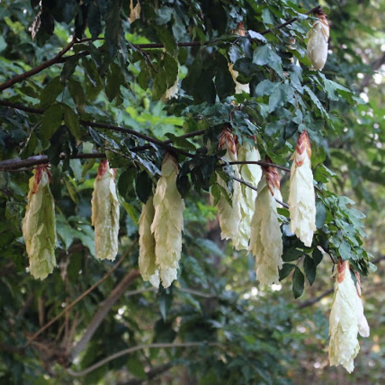 Maniltoa grandiflora