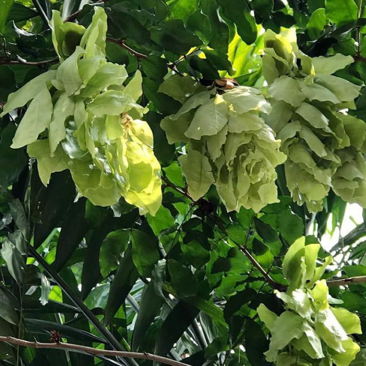 Maniltoa grandiflora