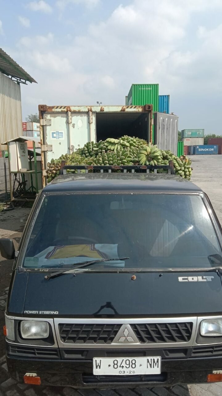 Fresh banana ready to export overseas from Indonesia