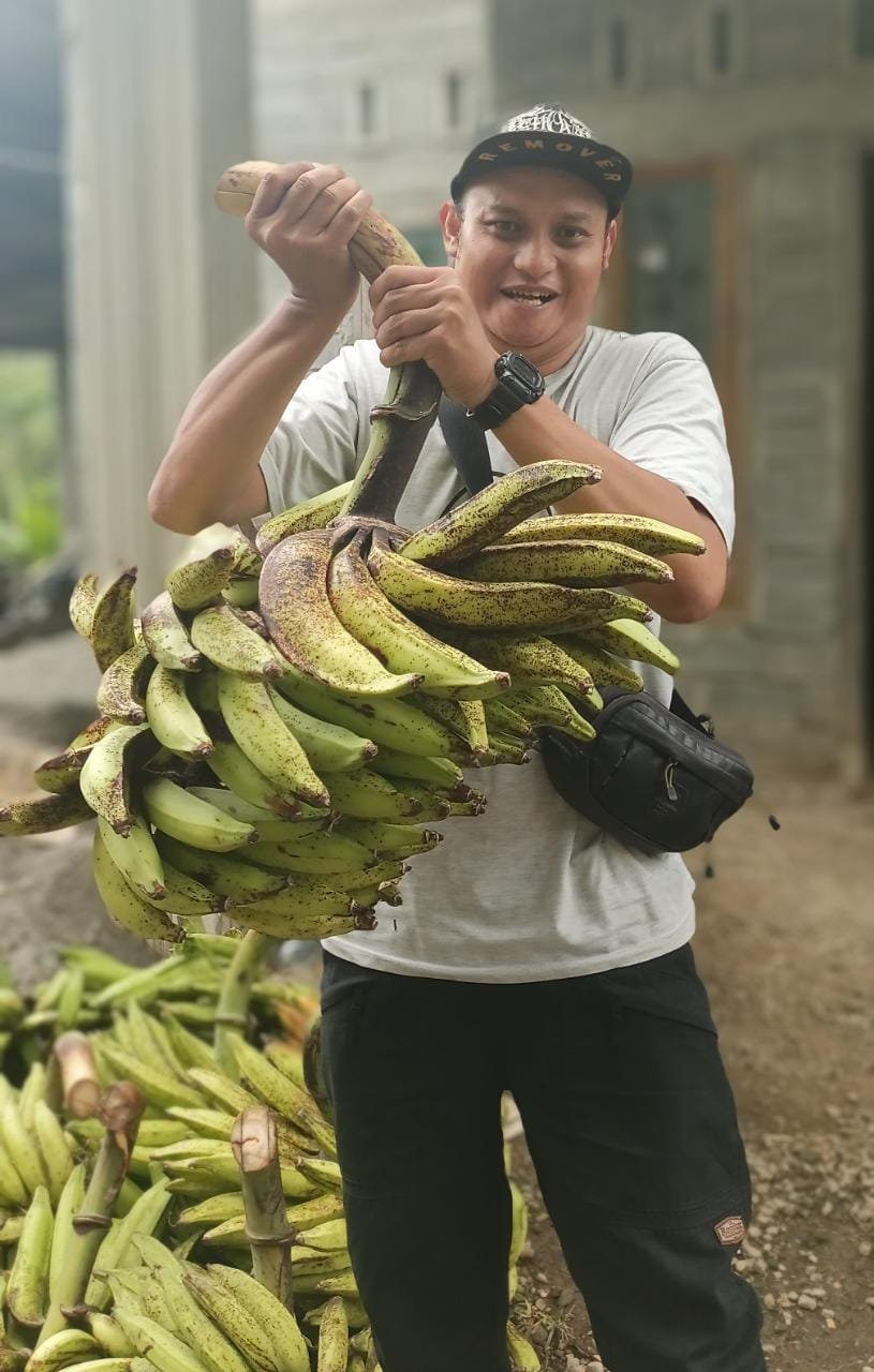Pisang Candi ready to export overseas from Indonesia