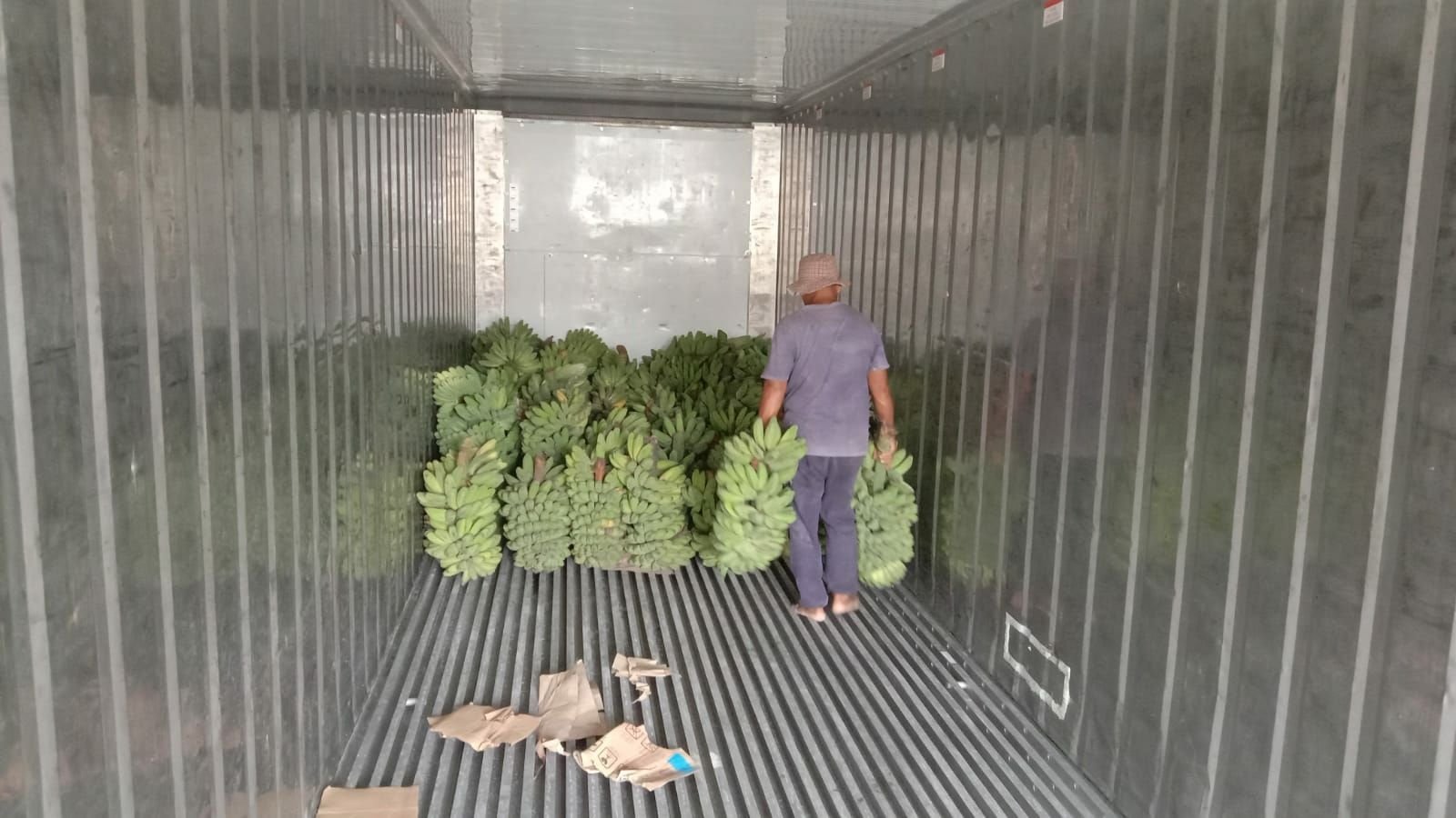 Fresh Banana to be exported from Indonesia