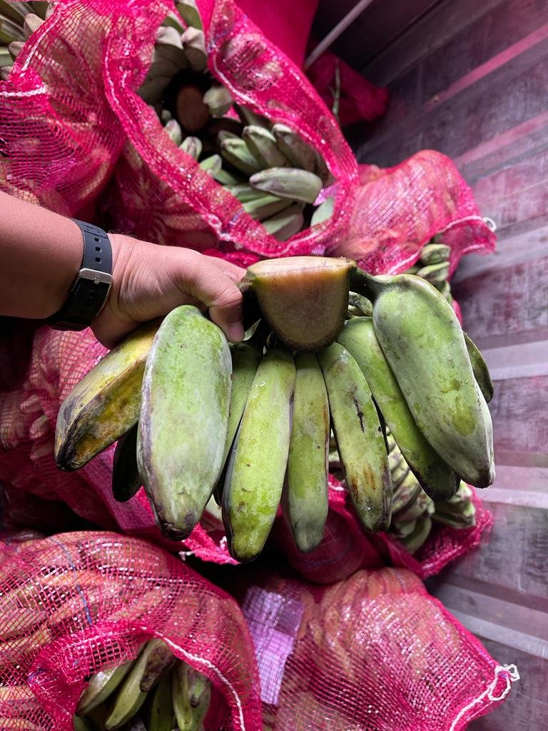 Pisang kepok ready to export from Indonesia