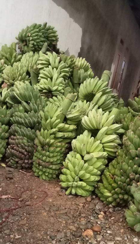 Pisang Kepok ready to export overseas from Indonesia