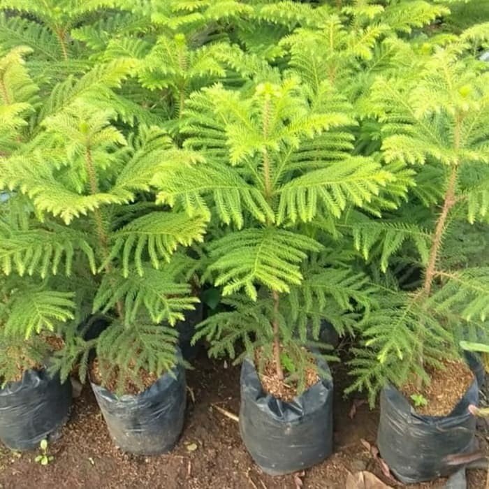 Araucaria heterophylla