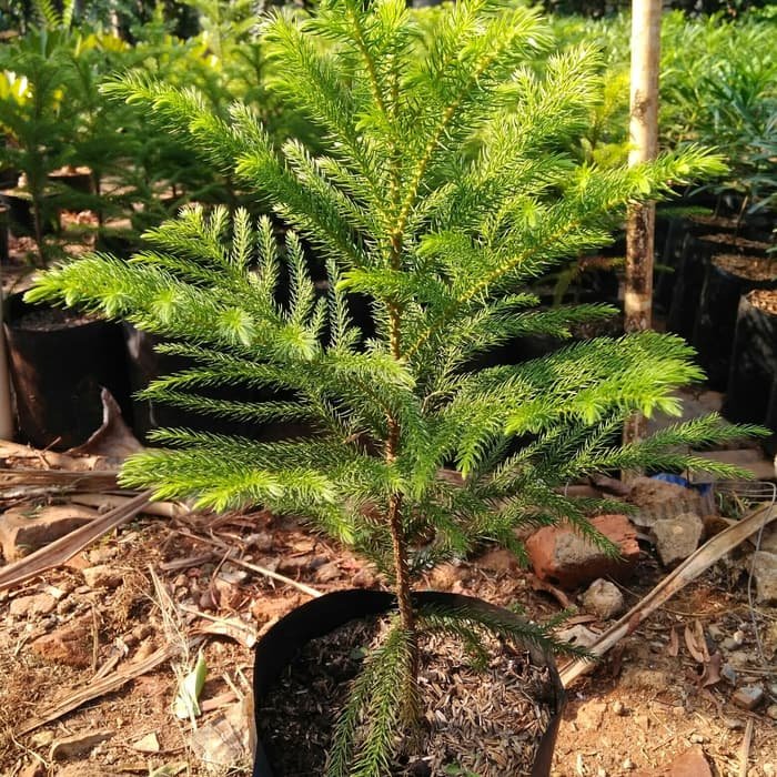 Araucaria heterophylla