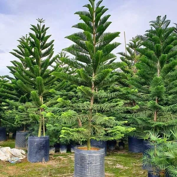 Araucaria heterophylla