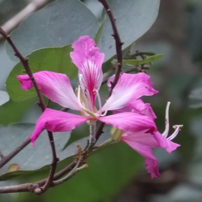 Bauhinia purpurea