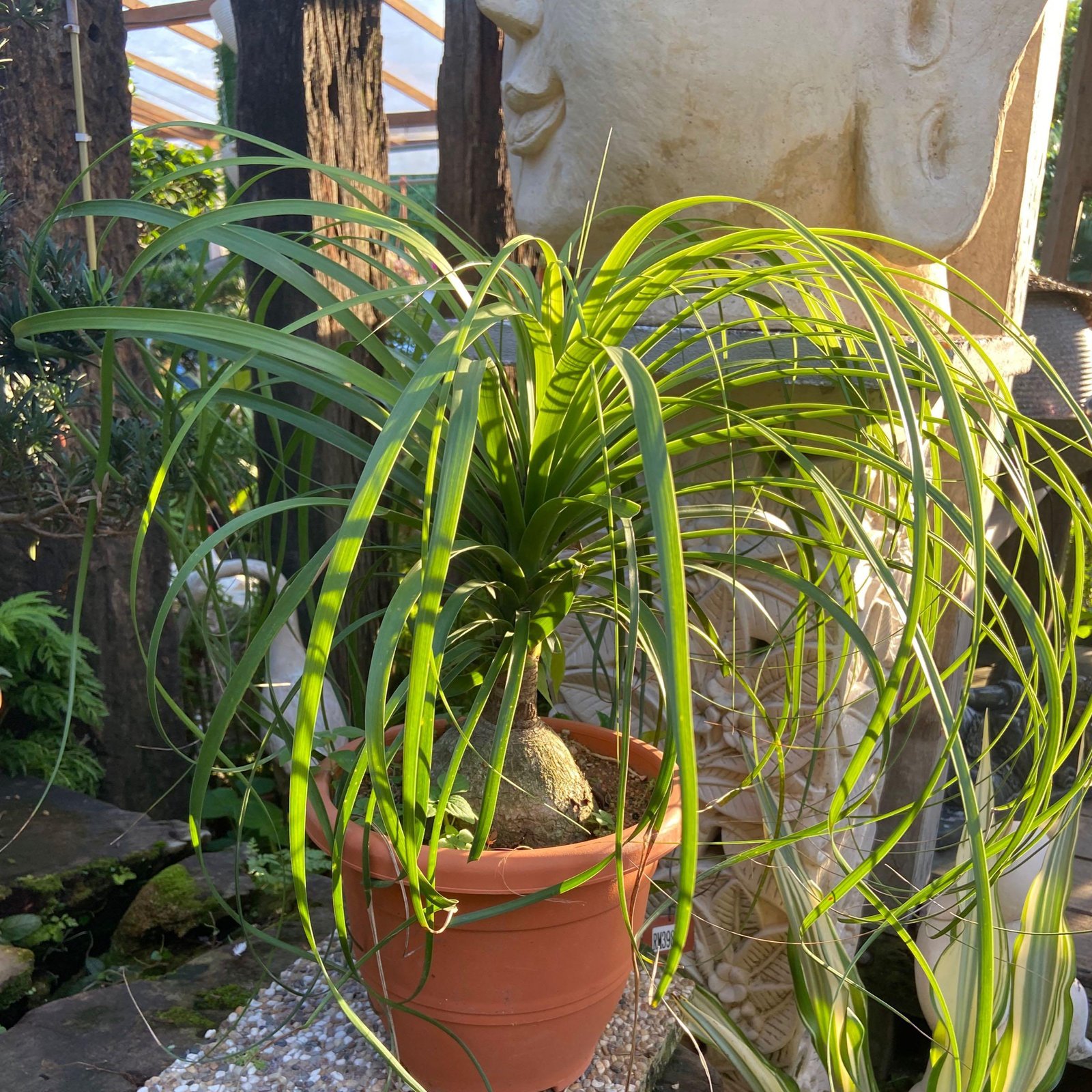 Beaucarnea recurvata