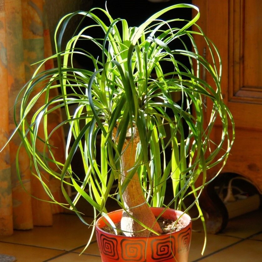 Beaucarnea recurvata