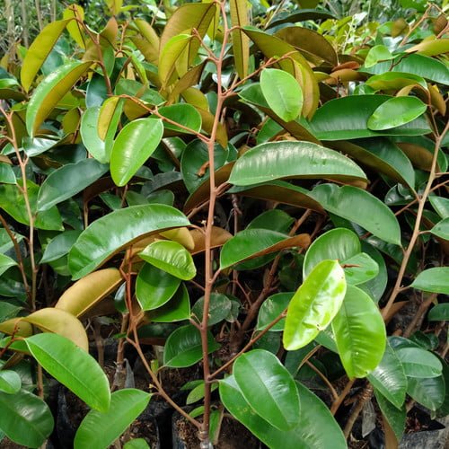 Chrysophillum cainito