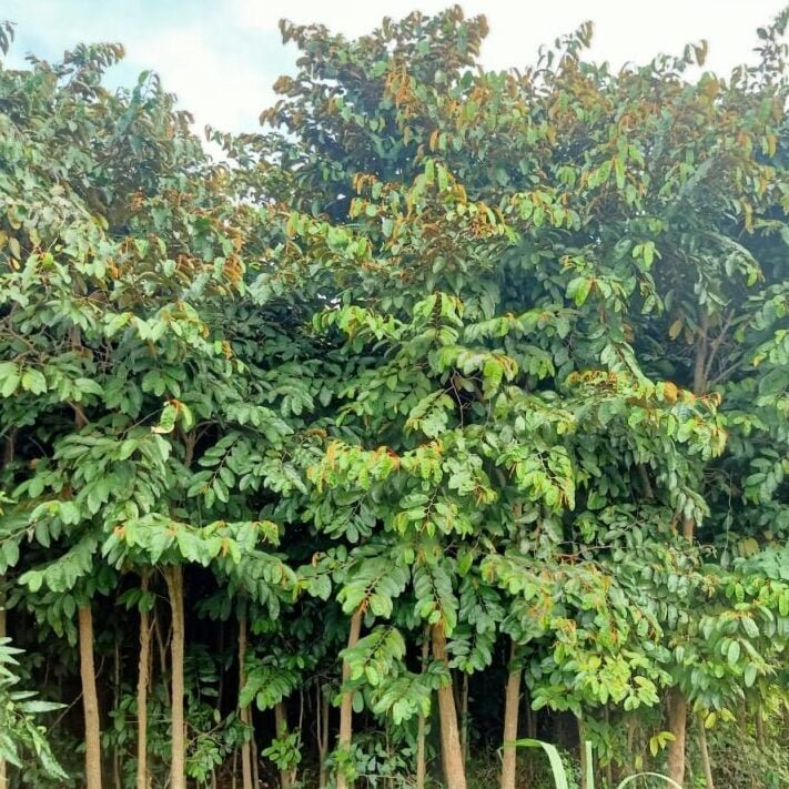 Chrysophillum cainito