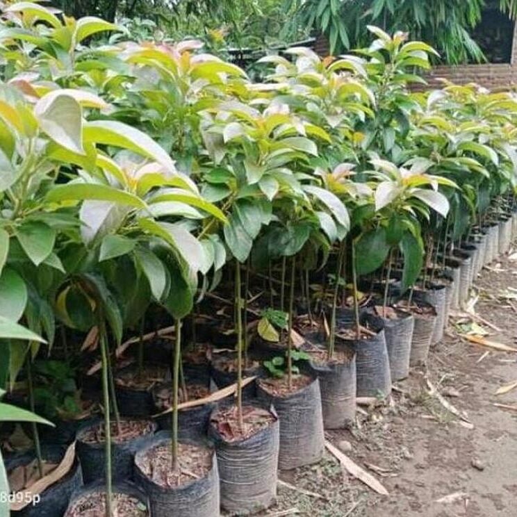 Chrysophillum cainito