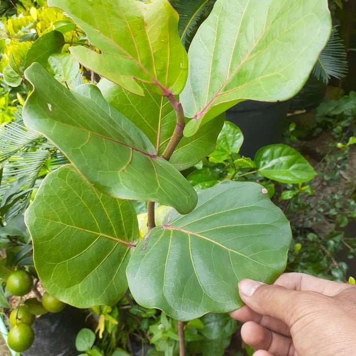 Coccoloba uvifera
