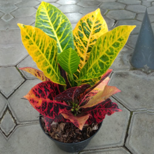 Codiaeum variegata