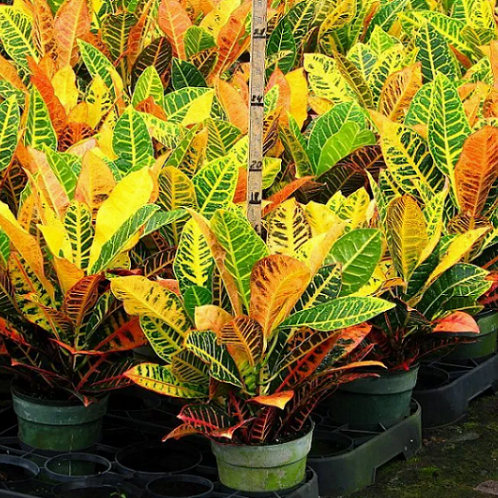 Codiaeum variegata