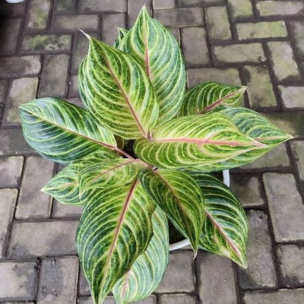 aglaonema caribbean