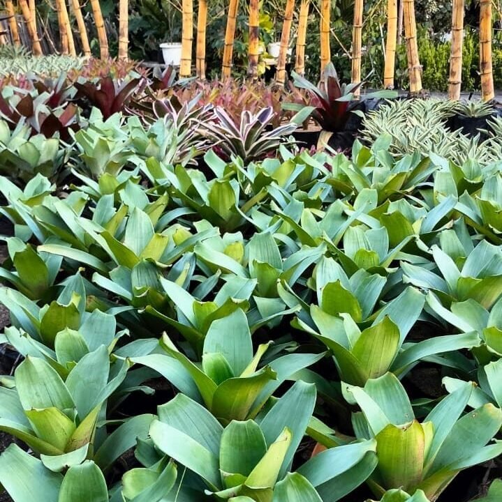 Alcantara imperialis