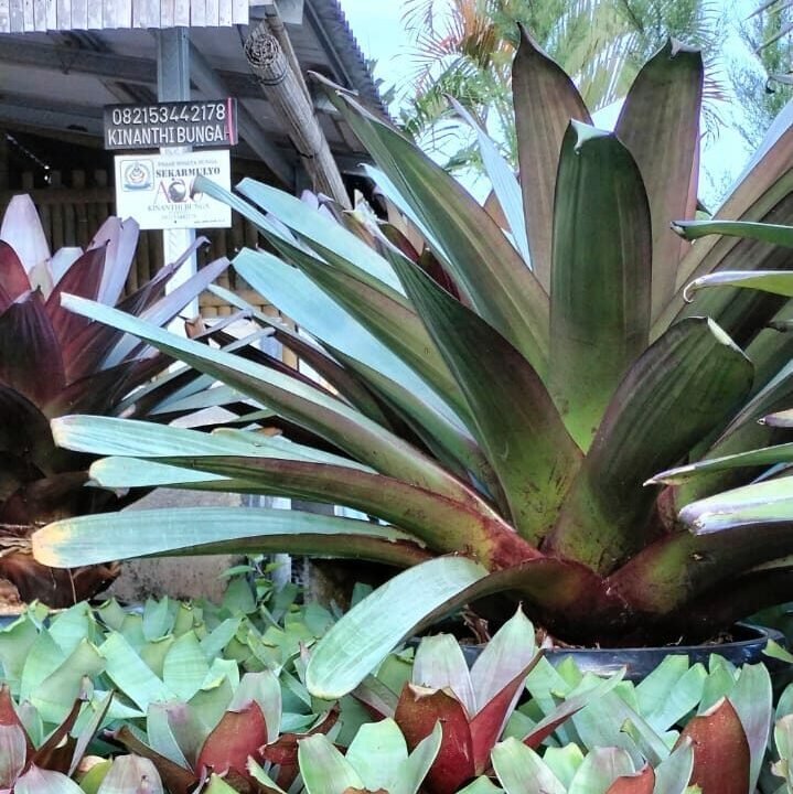 Alcantara imperialis