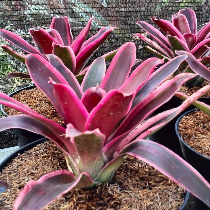 Alcantara imperialis