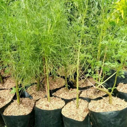 Casuaria equisetifolia