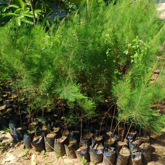 Casuaria equisetifolia