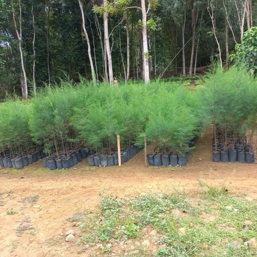 Casuaria equisetifolia