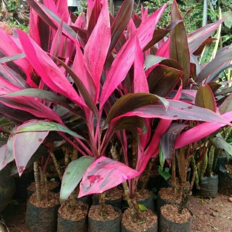 cordyline sp