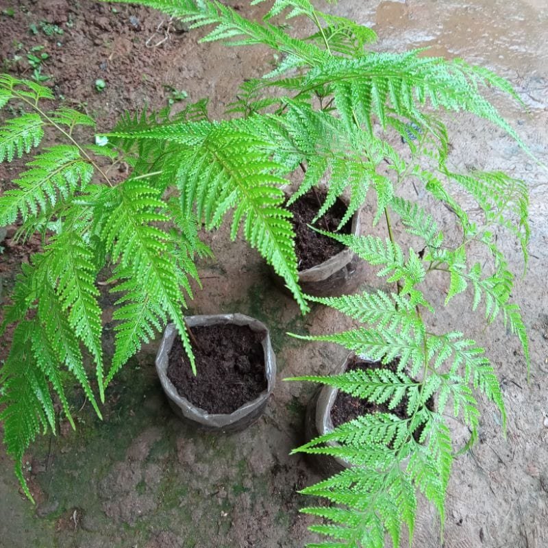 Cyathea cooperi
