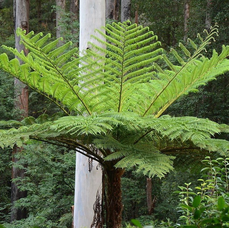 Cyathea cooperi