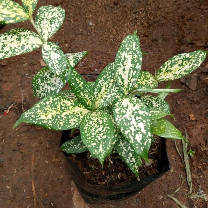 Dracaena surculosa