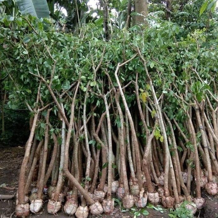 Erythrina crista-galli