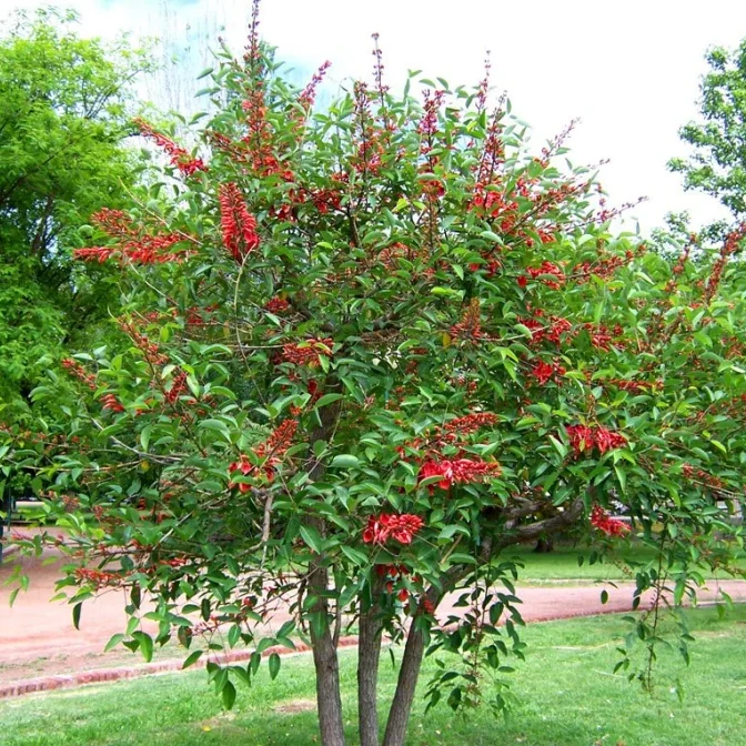 Erythrina crista-galli