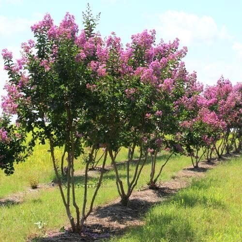 Lagesrtromia spediosa