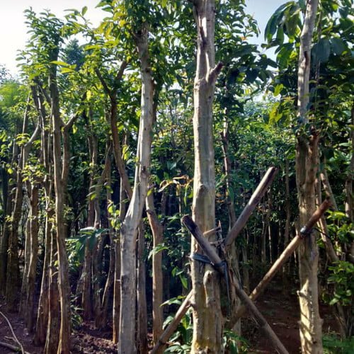 Lagesrtromia spediosa