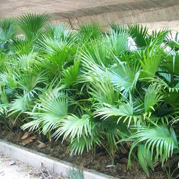 Livistonia chinensis