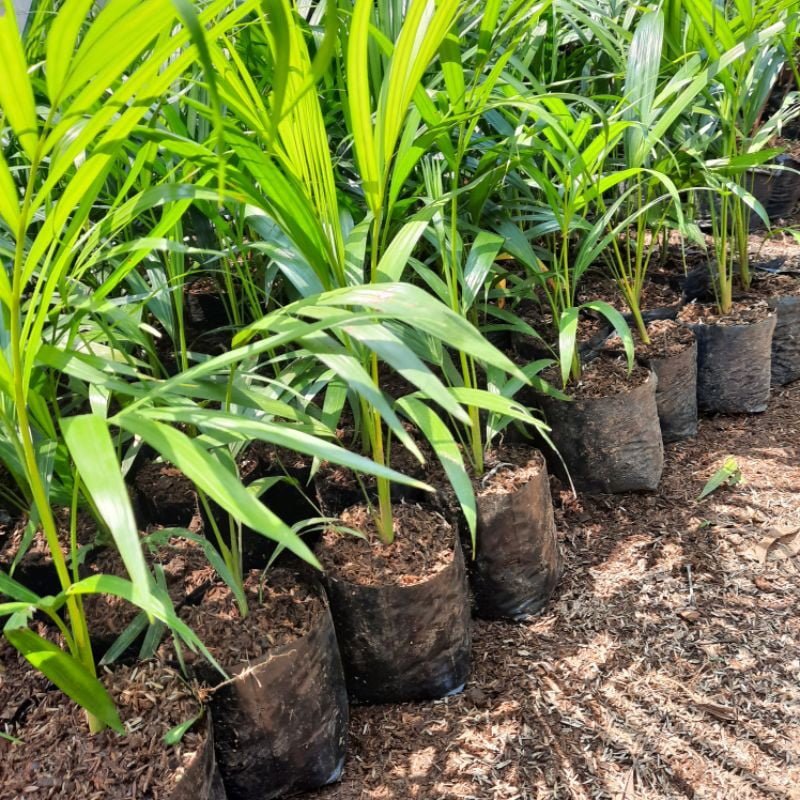 Livistonia chinensis