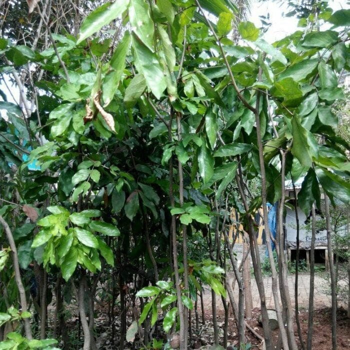 Maniltoa grandiflora