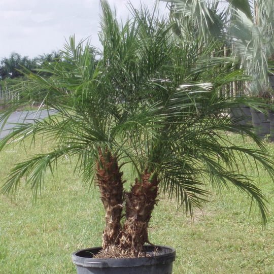 Phoenix canariensis