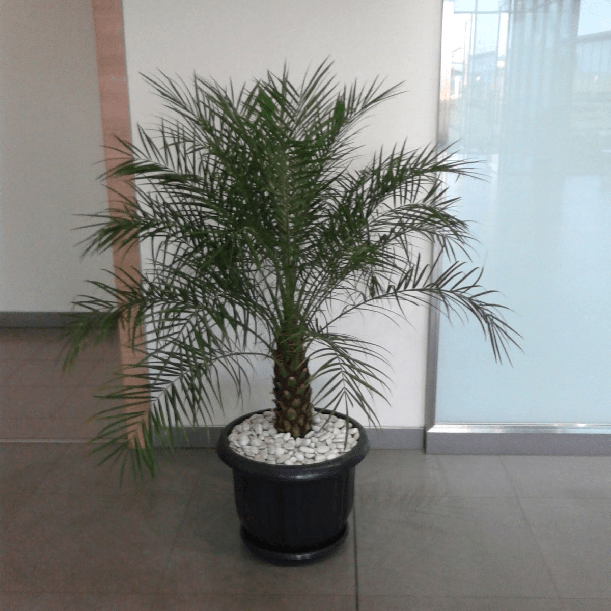 Phoenix canariensis
