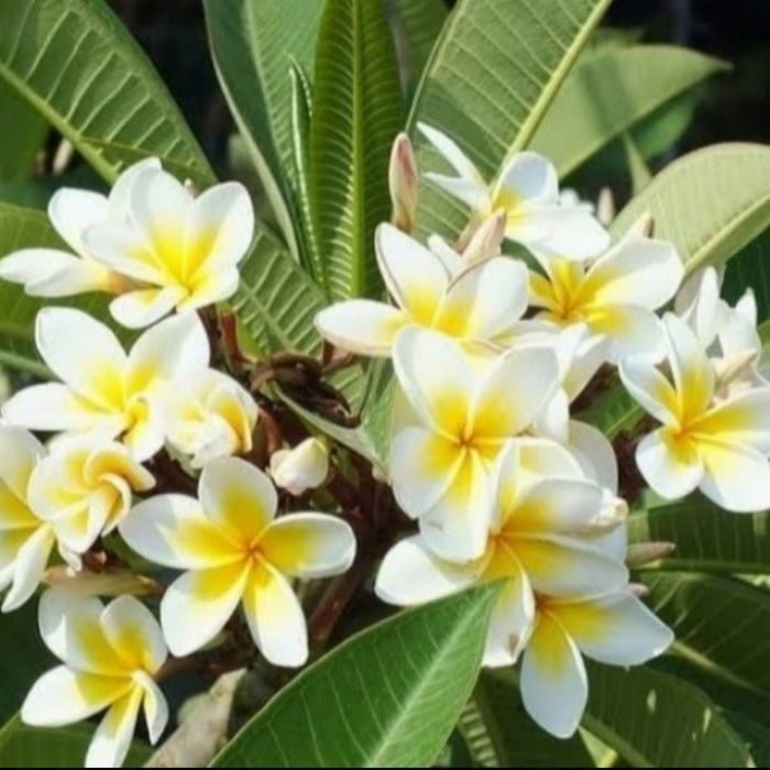 Plumeria sp