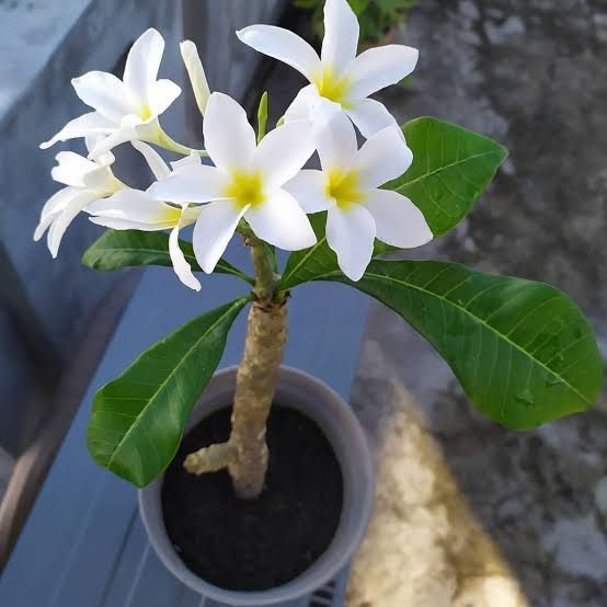 Plumeria sp